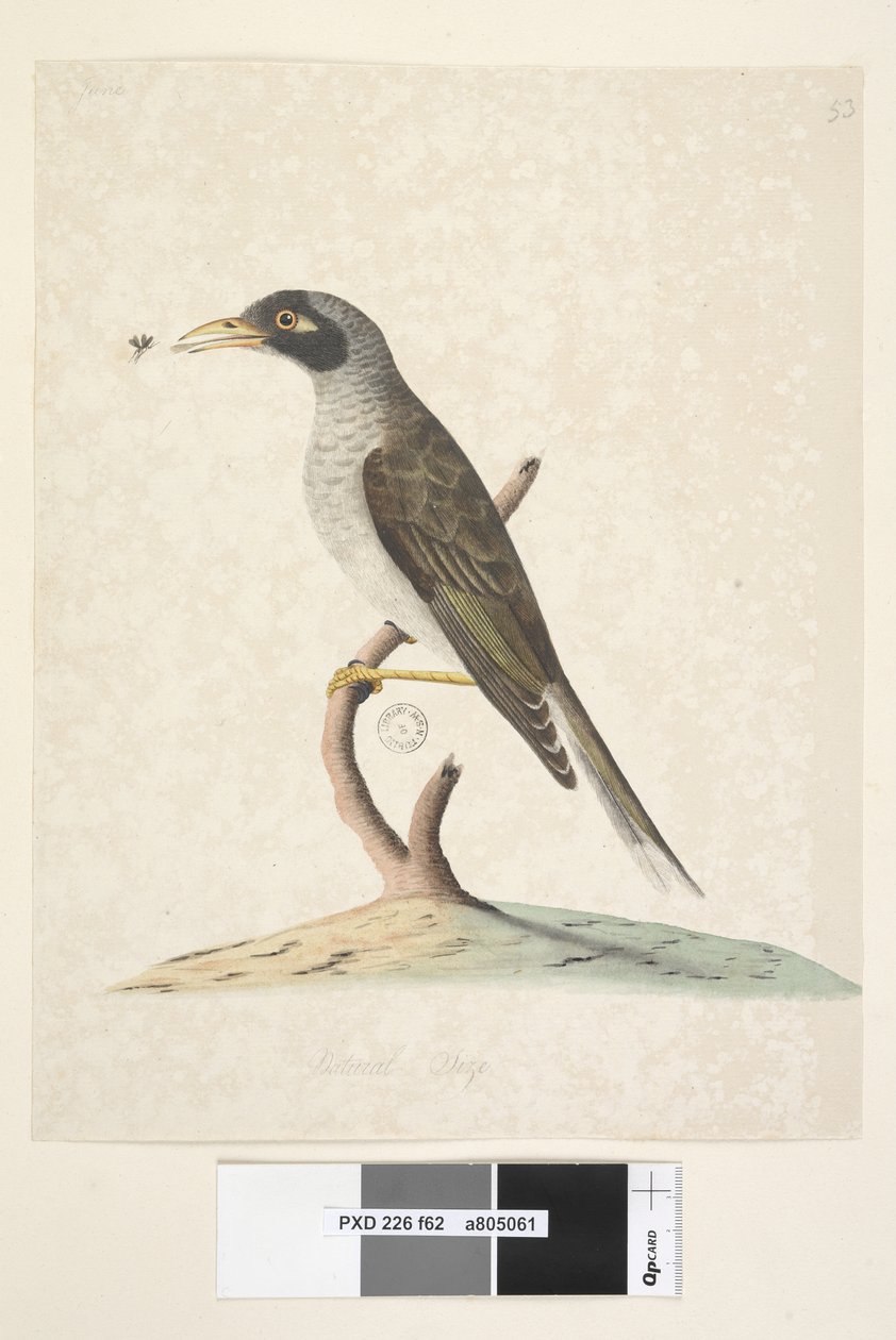 Seite 62. Juni. Natürliche Größe Lärmschwätzer Myzantha melanocephala, 1791-92 von Unknown artist