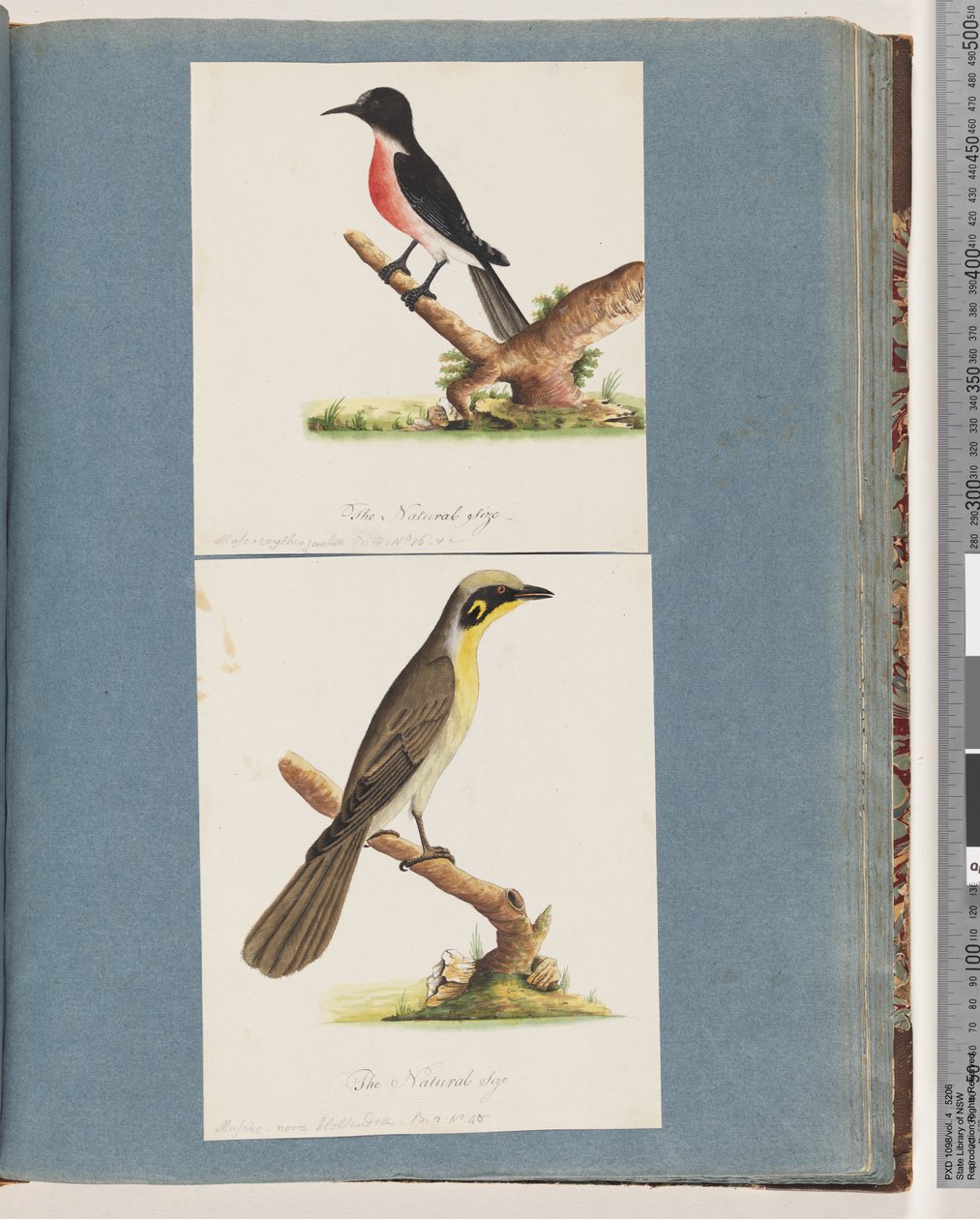 Seite 64. Scharlachroter Robin. Musca crythrogastra. 65. Gelbbüschel-Honigfresser. Muscicapa novae Hollandiae von Unknown artist