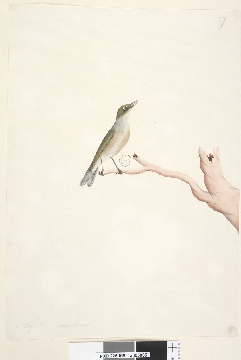 Seite 66. August. Natürliche Größe Grey, Backed Silvereye Zosterops lateralis von Unknown artist