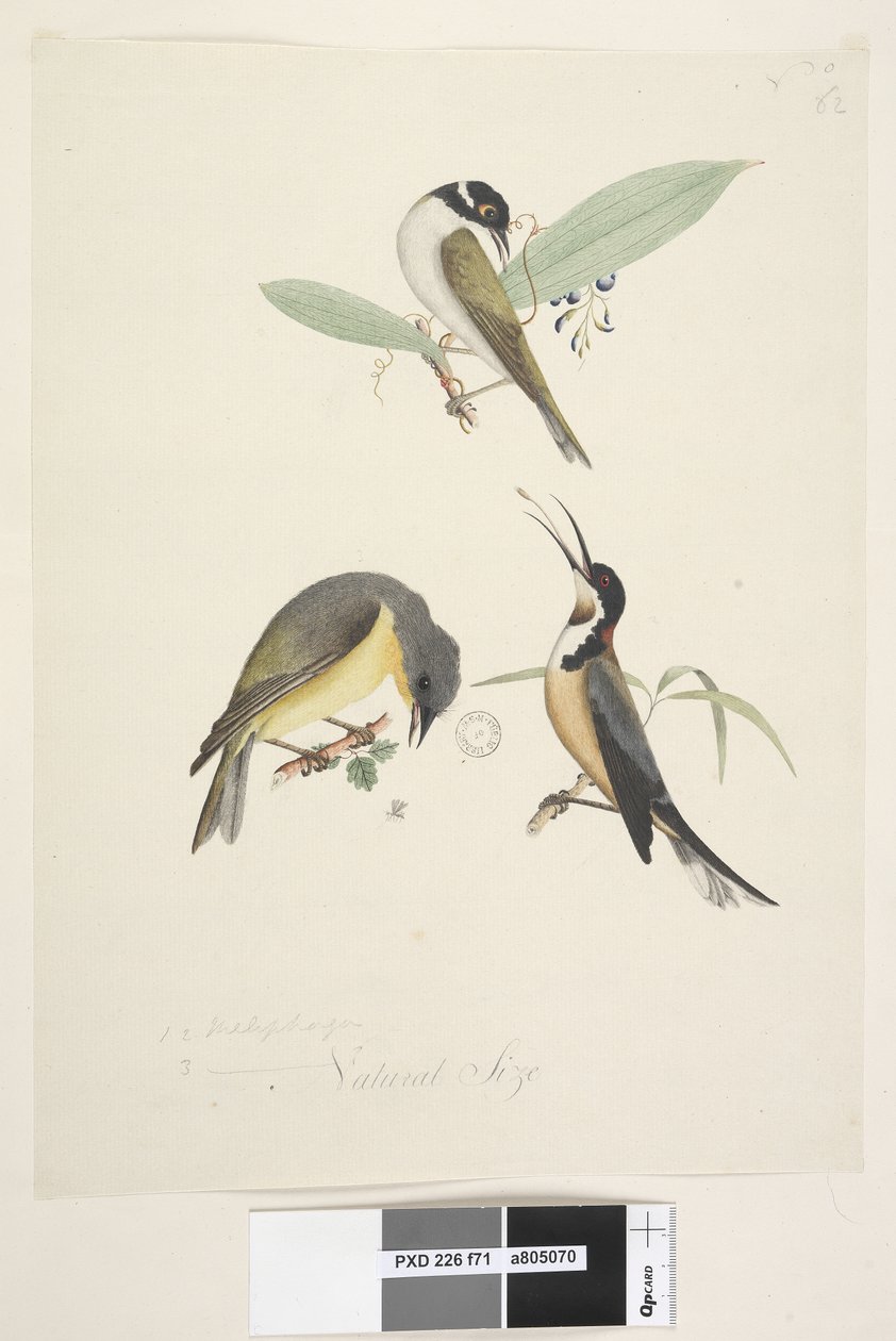 Seite 71. Natürliche Größe. Drei Vögel: 1. Weißnacken-Honigfresser von Unknown artist