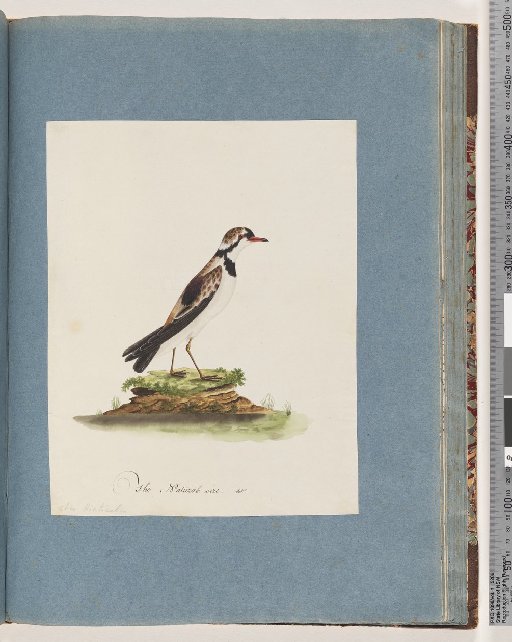 Seite 79. Schwarzstirnregenpfeifer. Charadrius Hiaticula von Unknown artist