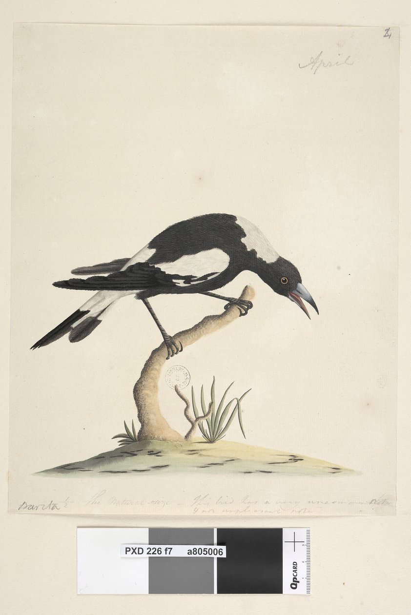 Seite 7. Barita. Folgender Titel in anderer Handschrift 1/2 der natürlichen Größe. Eine weitere Notiz in einer dritten Handschrift lautet: Dieser Vogel hat eine sehr ungewöhnliche und nicht unangenehme Note. Schwarzer, Rückenmagpie Gymnorhina tibicen, 1791 von Unknown artist
