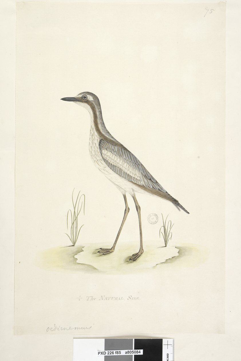 Seite 85. Oedicnemus. unten in der Mitte in anderer Hand 1/2 der natürlichen Größe Südlicher Steinkauz Burhinus magnirostris, 1791-92 von Unknown artist