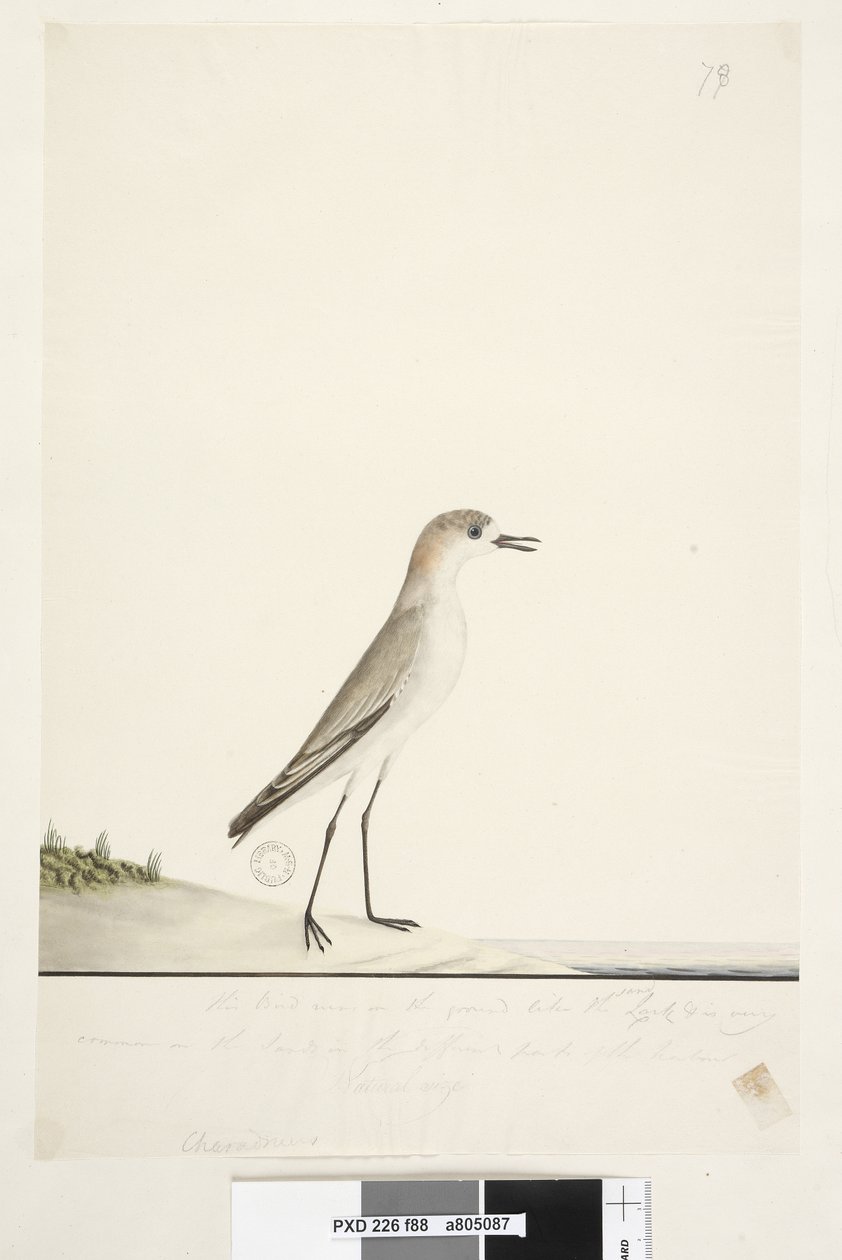 Seite 88. Charadrius. unter der Rahmenlinie in anderer Handschrift Dieser Vogel läuft auf dem Boden wie die Sandlerche und ist sehr häufig auf den Sanden in verschiedenen Teilen des Hafens. darunter in dritter Handschrift Natürliche Größe Rotkappenkiebitz  von Unknown artist