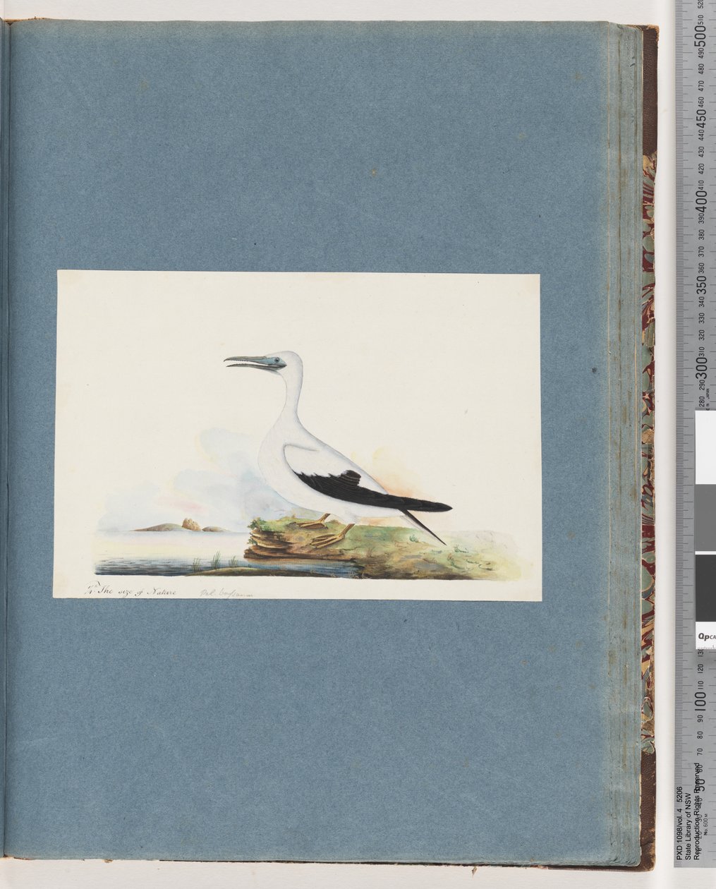 Seite 91. Unidentifizierter Vogel. Pel. borssanus von Unknown artist