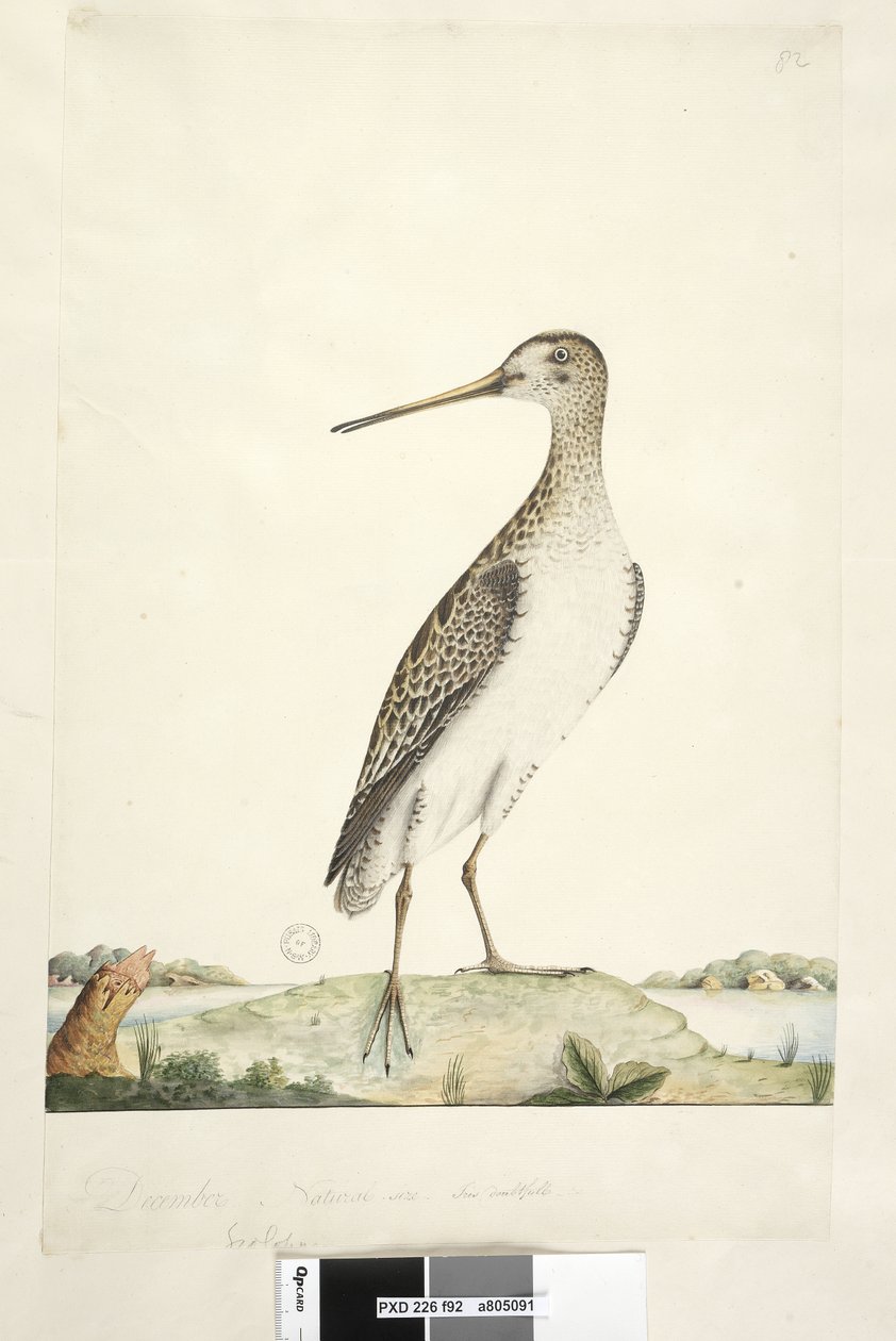 Seite 92. Scolopax. über dem Titel in anderer Hand Dezember. Natürliche Größe, Iris zweifelhaft Japanbekassine Gallinago hardwicki, 1791-92 von Unknown artist