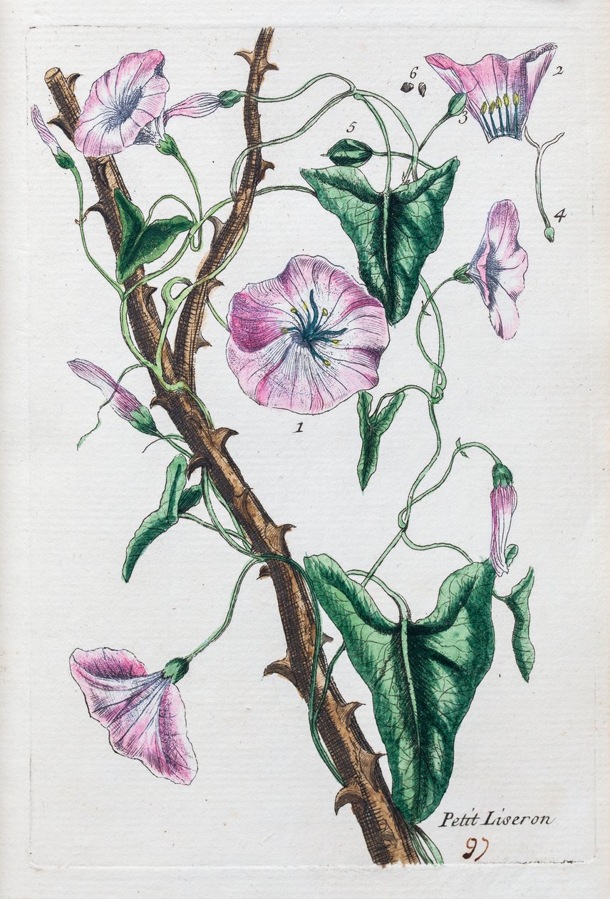 Kleiner Winden von Unknown artist