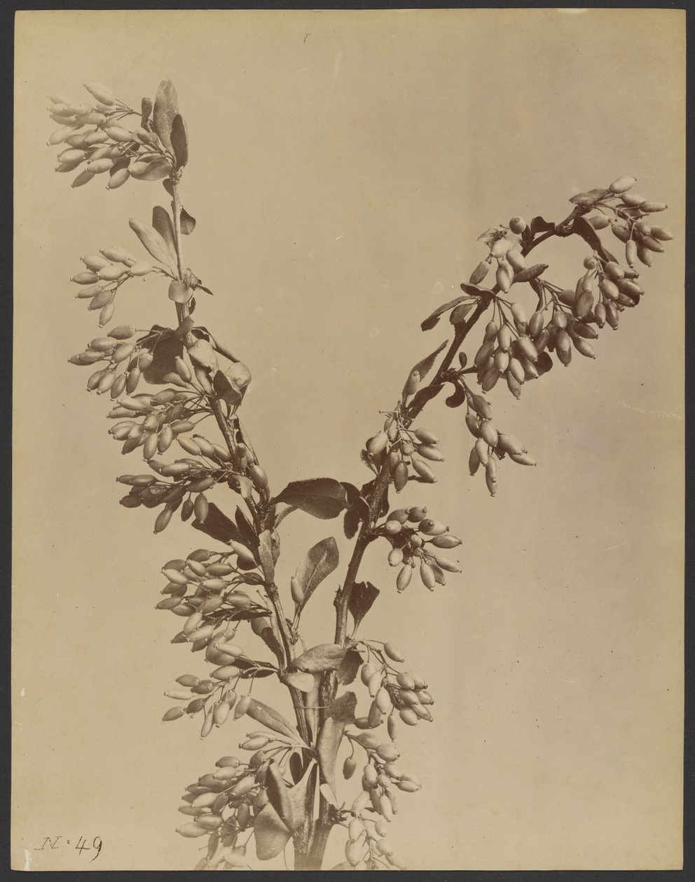 Pflanze mit Büscheln von Schoten von Unknown artist
