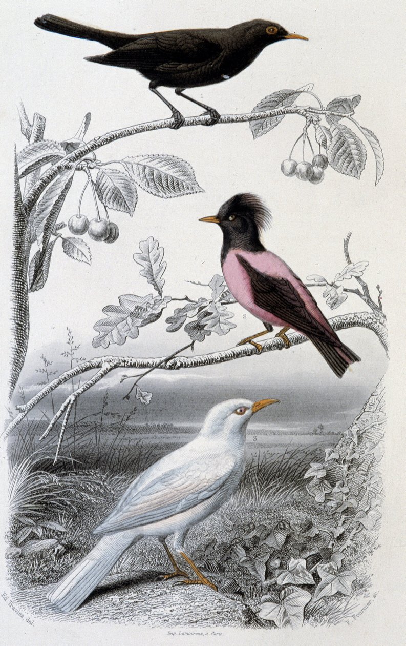 Tafel der Naturgeschichte: Amsel, weiße Amsel und rosa Amsel - in „Werke von Buffon“, ed. Furne Jouvet & cie, Paris von Unknown artist