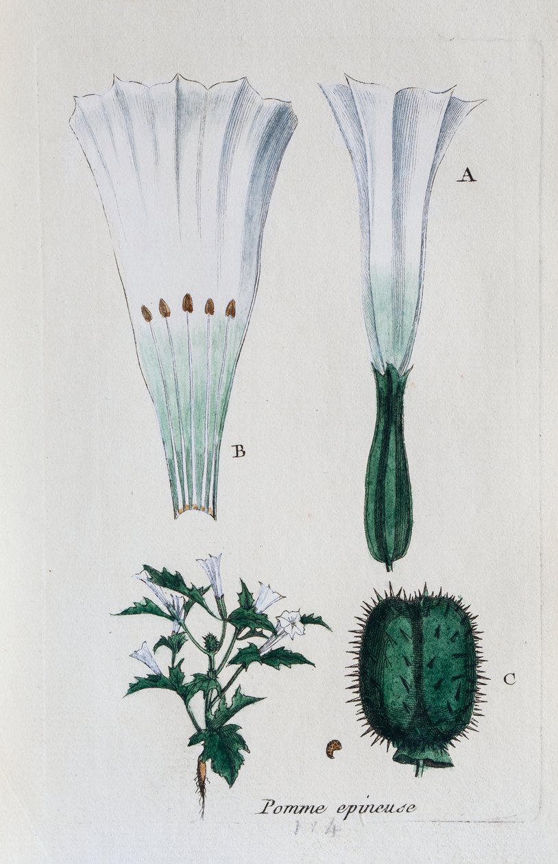 Stechapfel (Datura, Gemeiner Stechapfel) von Unknown artist