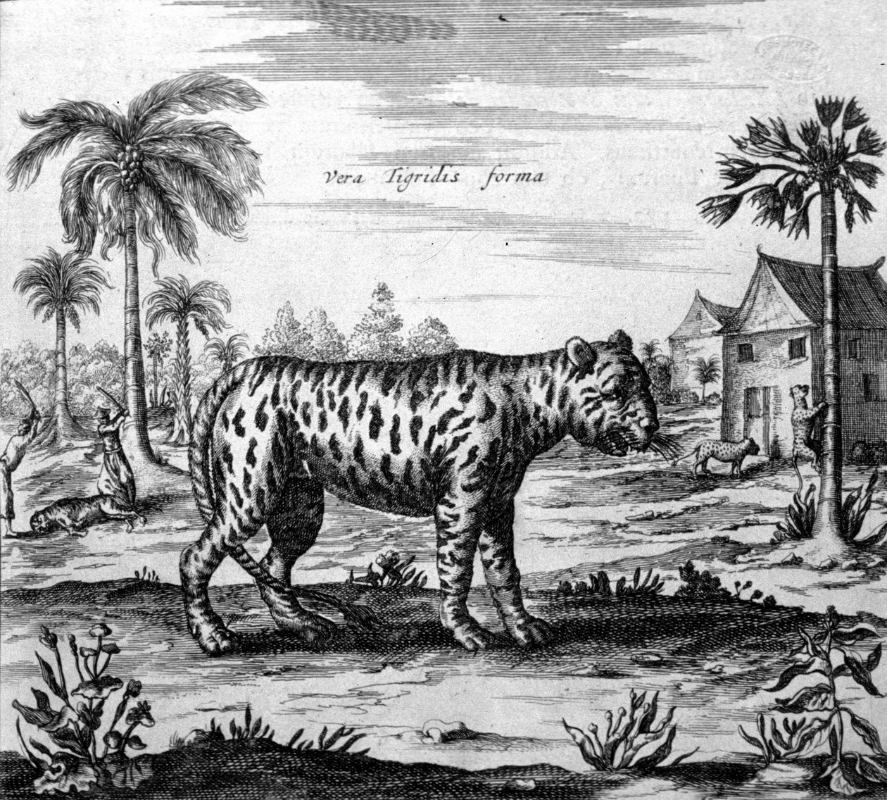 Darstellung eines Tigers, Gravur aus „De China Monumenta“ von Athanasius Kircher von Unknown artist
