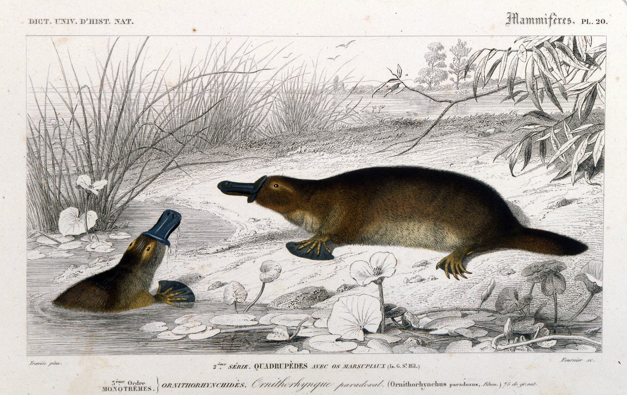 Darstellung eines Schnabeltiers (Ornithorhynchus paradoxus, Blum.). Gravur aus dem „Universalwörterbuch der Naturgeschichte“ von C. D