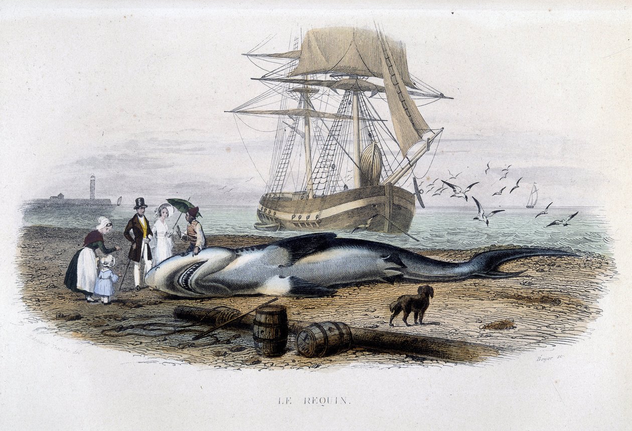 Haifischfang - in „Histoire naturelle de Lacepède“ von Unknown artist
