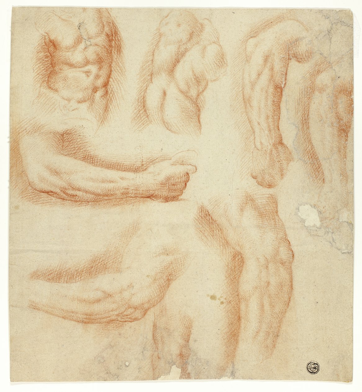 Skizzen von Armen, männlichem Torso und Rücken von Unknown artist