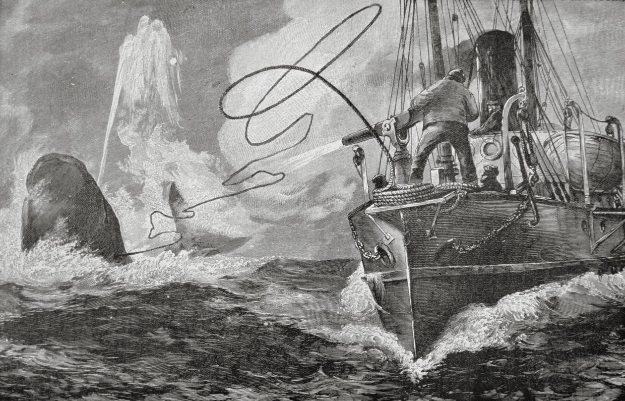 Dampfer als Walfänger von Unknown artist