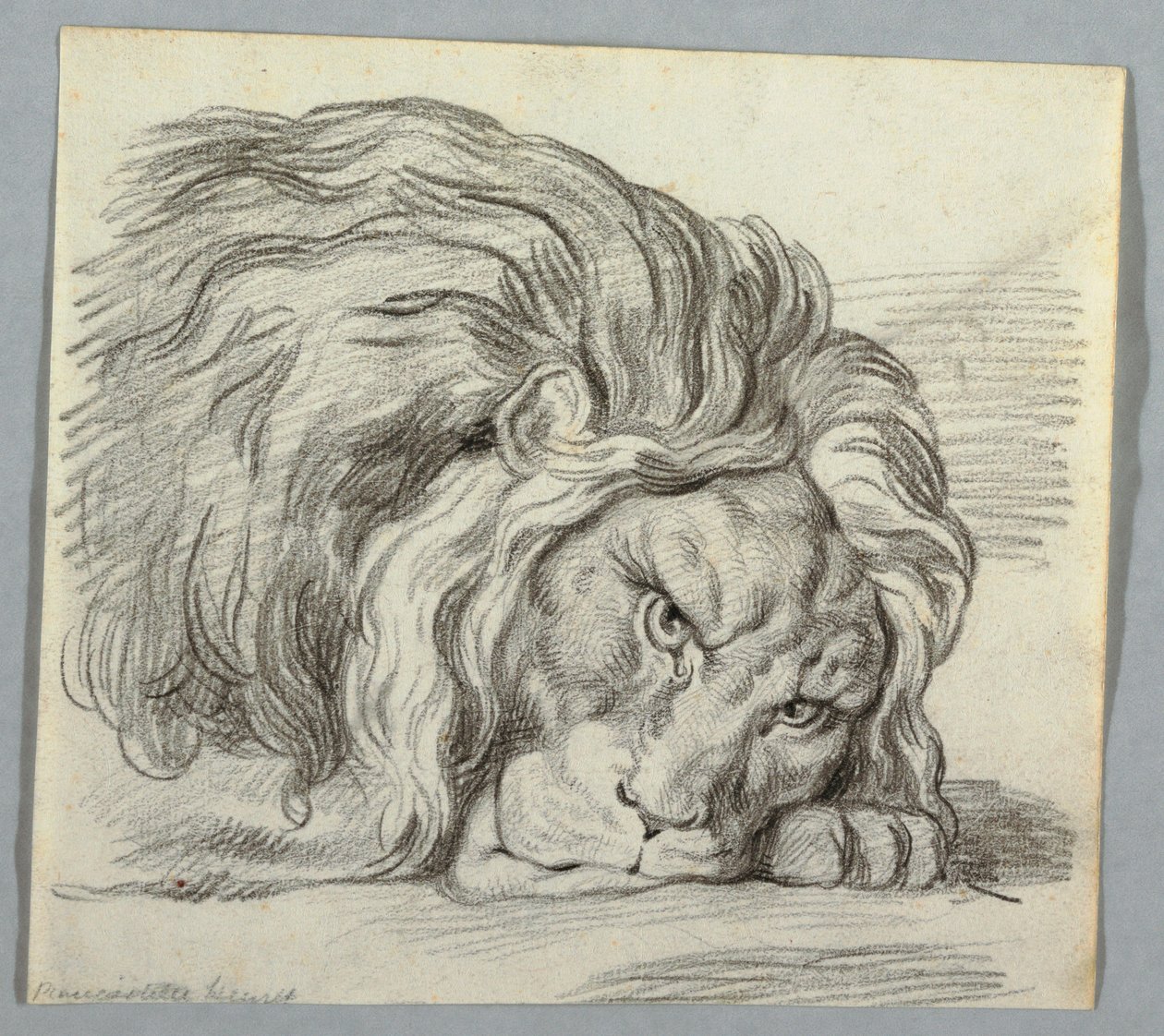 Studie eines Löwen von Unknown artist