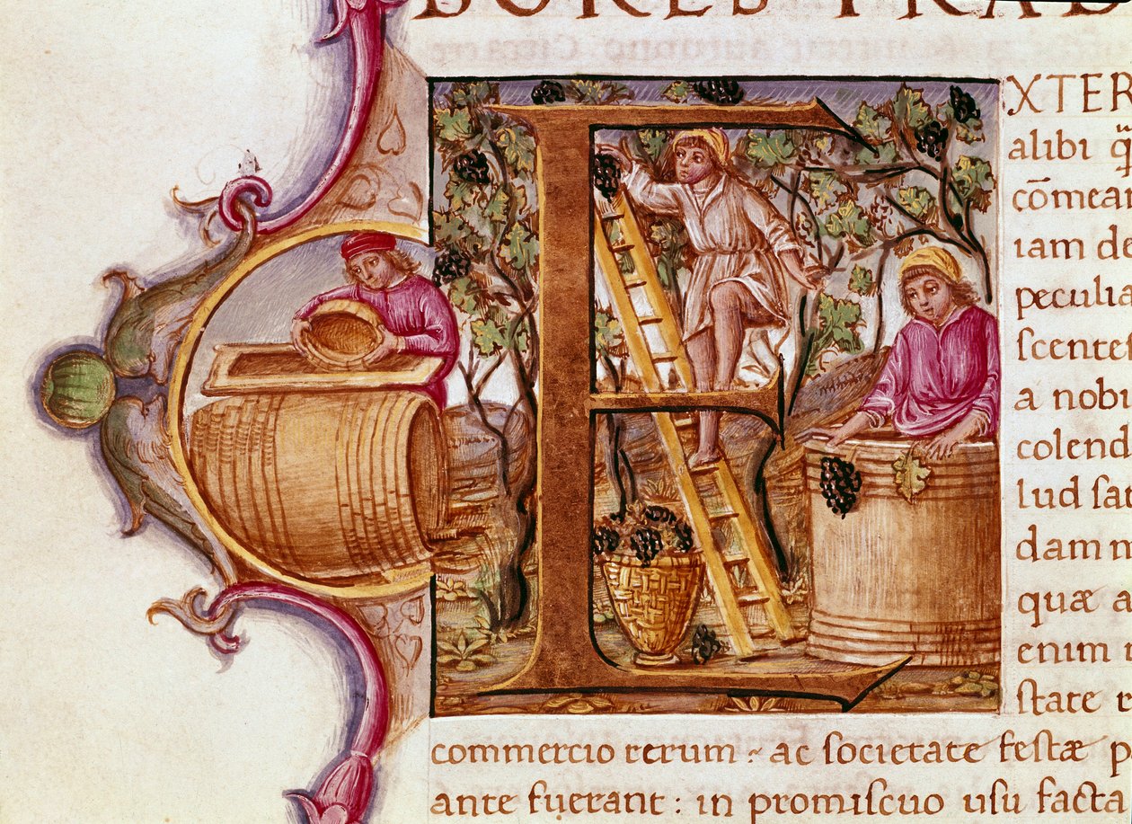 Die Ernte Lettrine des Manuskripts „Naturgeschichte“ von Plinius dem Älteren (23-79 n. Chr.) 15. Jahrhundert Venedig, Biblioteca Marciana von Unknown artist