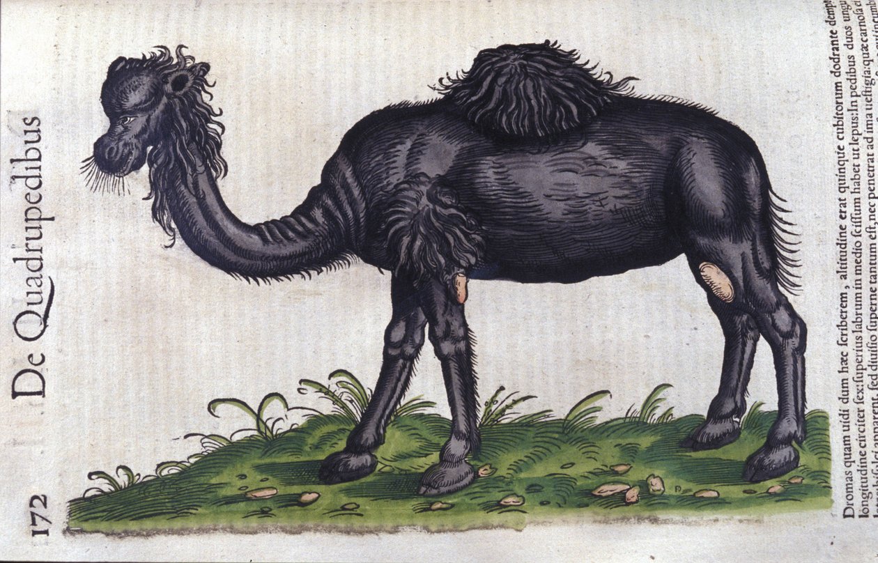 Das Kamel aus Historiae animalium von Konrad Gesner, Tiguri von Unknown artist