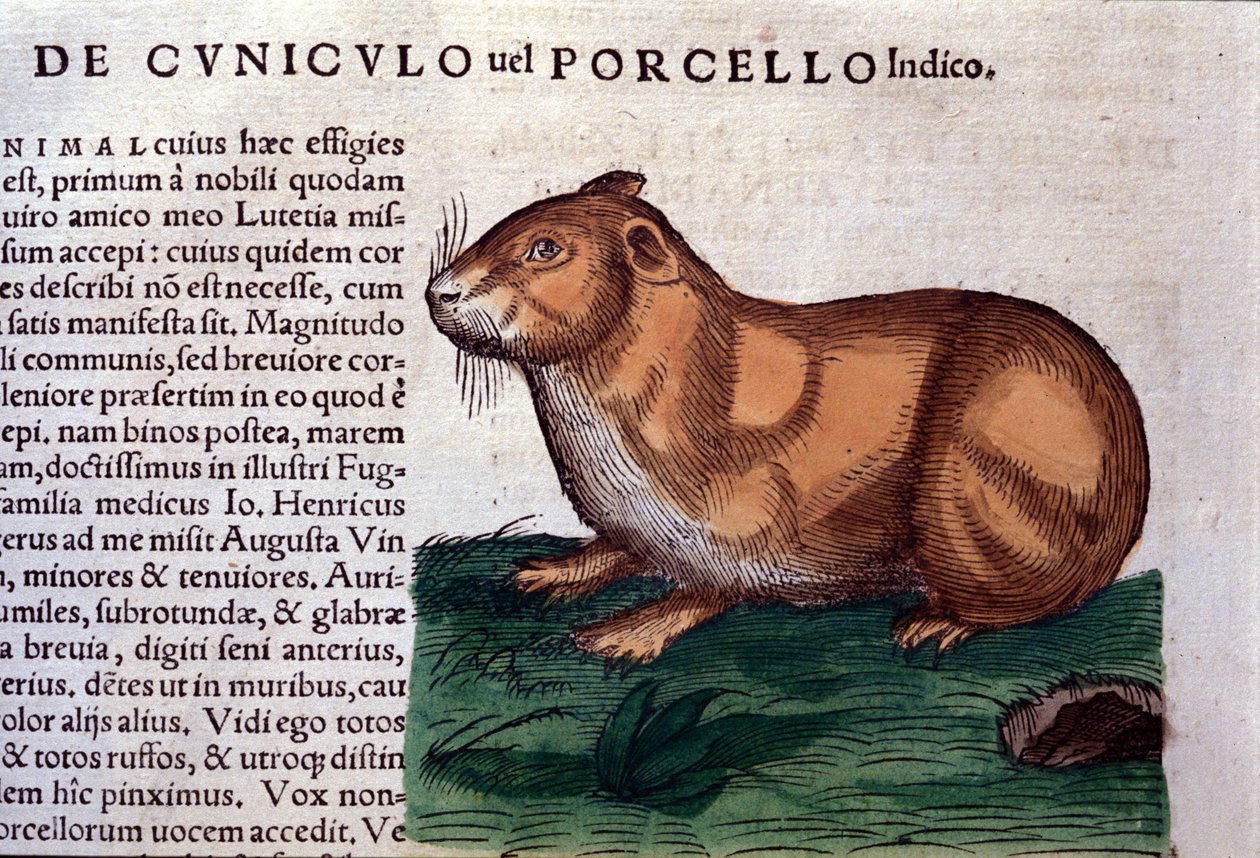 Das Meerschweinchen nach Historiae animalium von Konrad Gesner, Tiguri von Unknown artist