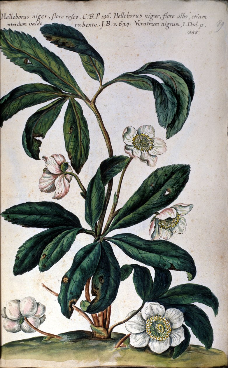 Die Nieswurz oder Schwarze Nieswurz, auch Christrose genannt. 18. Jahrhundert von Unknown artist