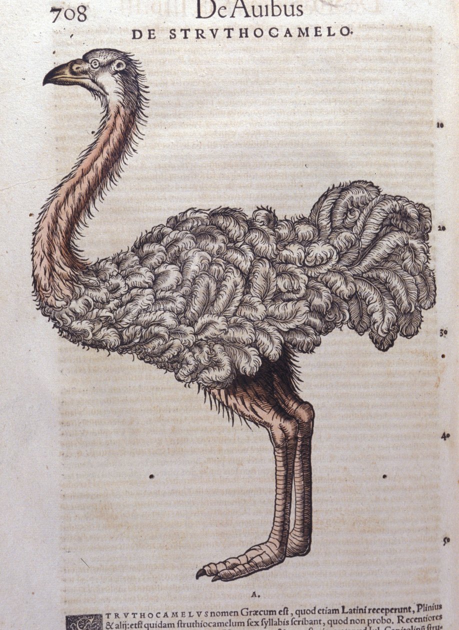 Der Strauß - aus Historiae animalium von Konrad Gesner, Tiguri von Unknown artist