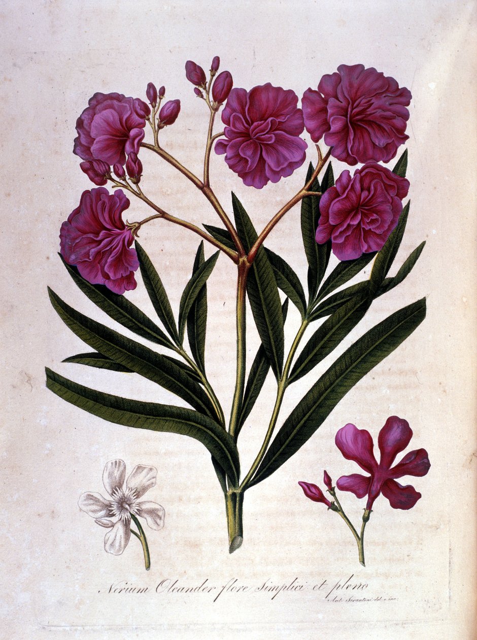Der rosa Lorbeer (Oleander) - Herbarium aus dem 18. Jahrhundert von Unknown artist