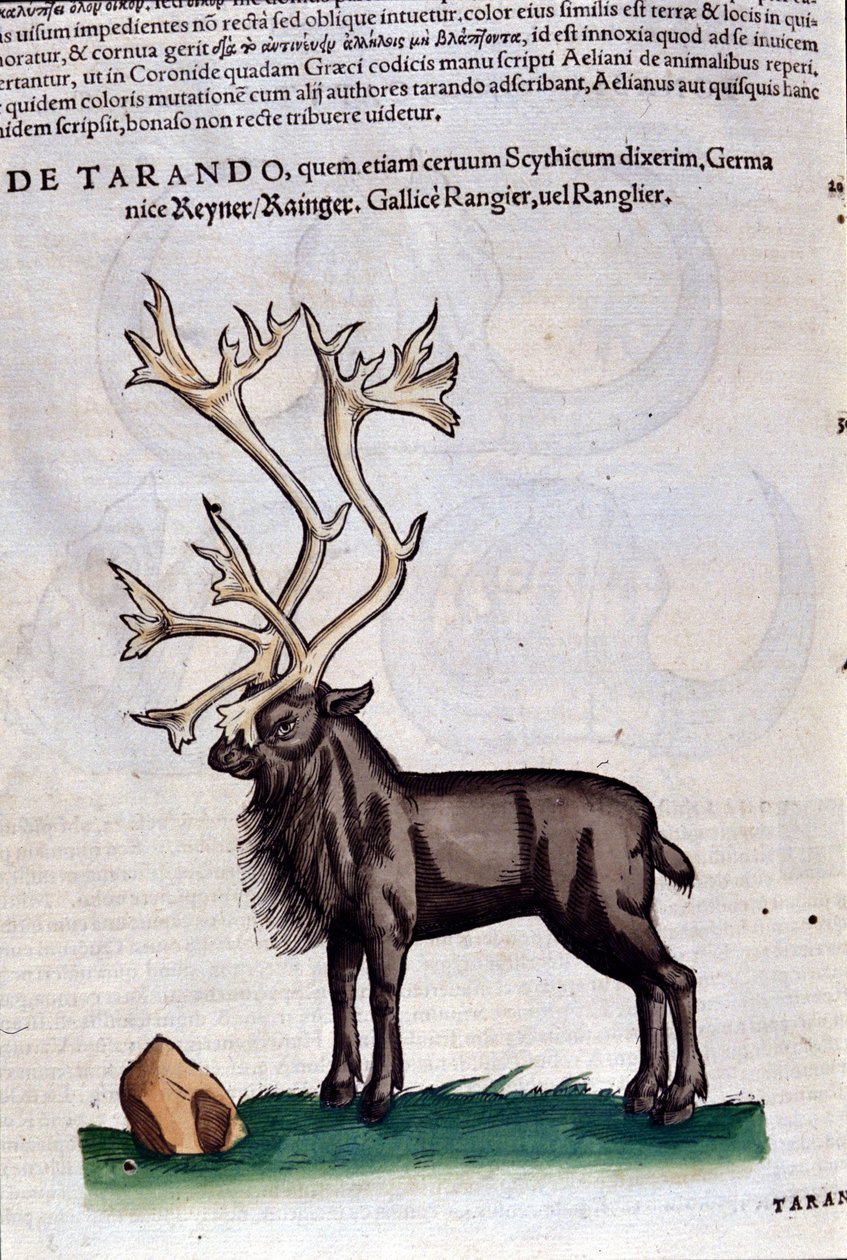Das Rentier nach Historiae animalium von Konrad Gesner, Tiguri von Unknown artist