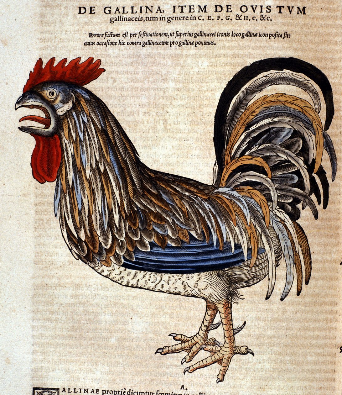 Der Hahn nach der Historia Animalium von Conrad Gesner, Tiguri 1560. Biblioteca nazionale Braidense, Mailand von Unknown artist