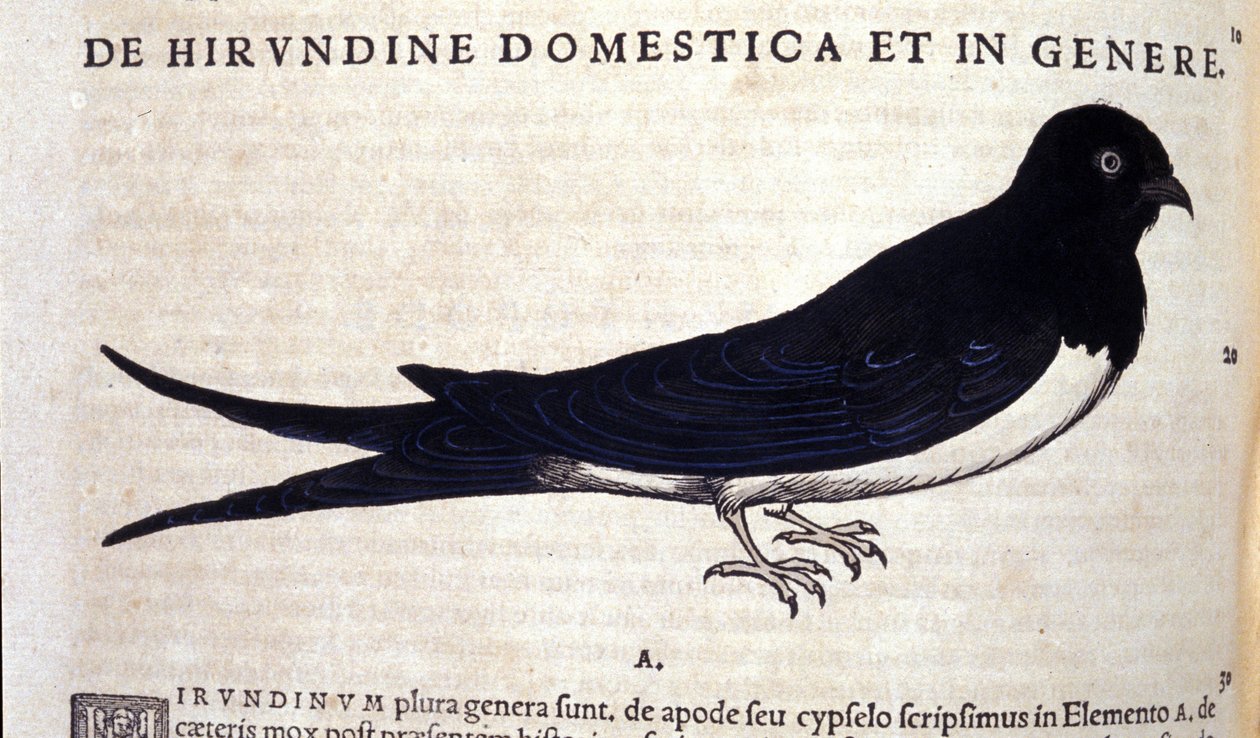Die Schwalbe nach Historiae animalium von Konrad Gesner, Tiguri von Unknown artist