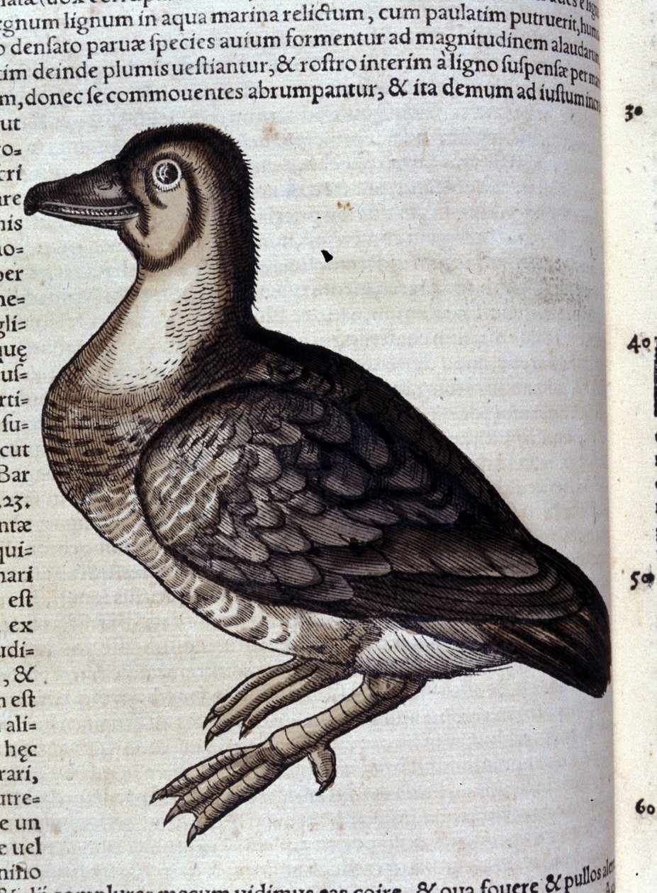 Die Wildgans nach Historiae animalium von Konrad Gesner, Tiguri von Unknown artist