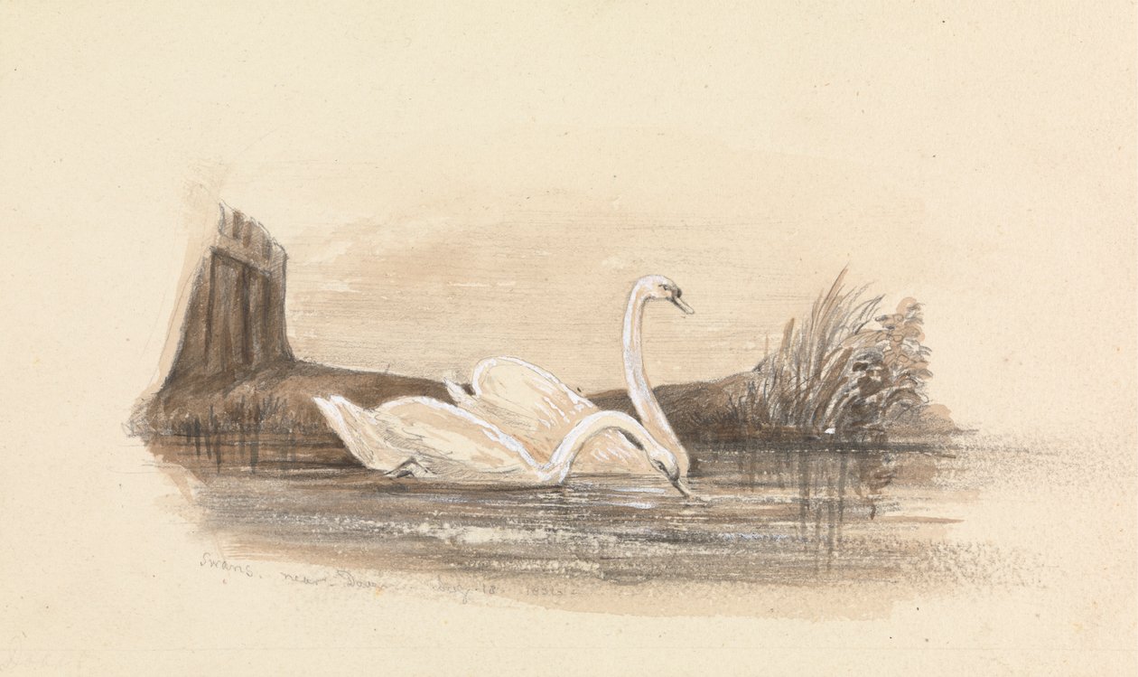 Zwei Schwäne auf einem See von Unknown artist