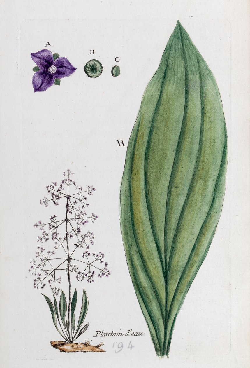Wasserschwertlilie von Unknown artist