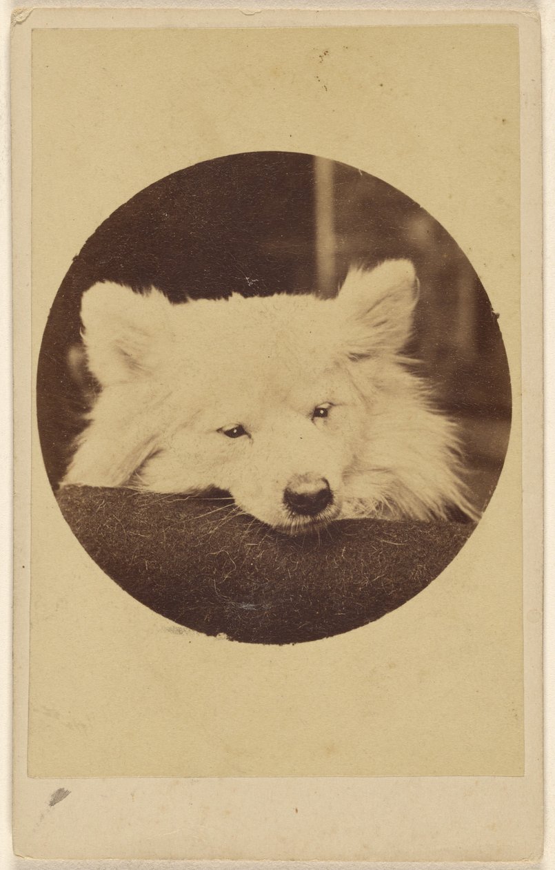 Weißer Hund mit Kinn auf einem Kissen von Unknown artist