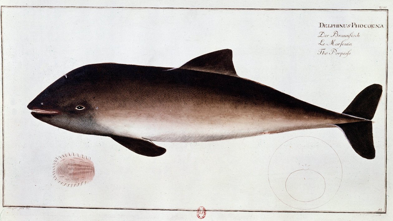 Zoologie: Tafel, die einen Schweinswal darstellt, aquatisches Säugetier. Druck aus dem frühen 18. Jahrhundert. Paris, B.N. von Unknown artist