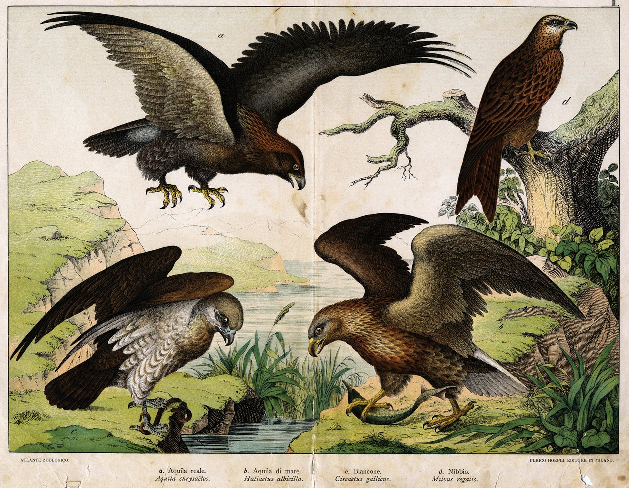 a: Königlicher Adler (Aquila chrysaëtos), b: Seeadler (Haliaëtus albicilla), c: Schlangenadler (Circaëtus gallicus), d: Milan (Milvus regalis) - in „Natural History of Birds“, ed. Hoepli, Mailand von Unknown artist