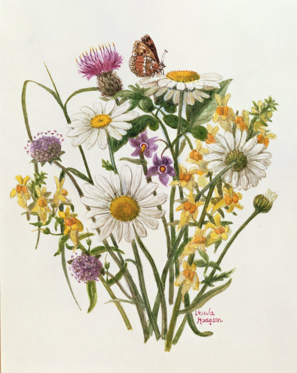 Flockenblume, Margerite und Leinkraut von Ursula Hodgson