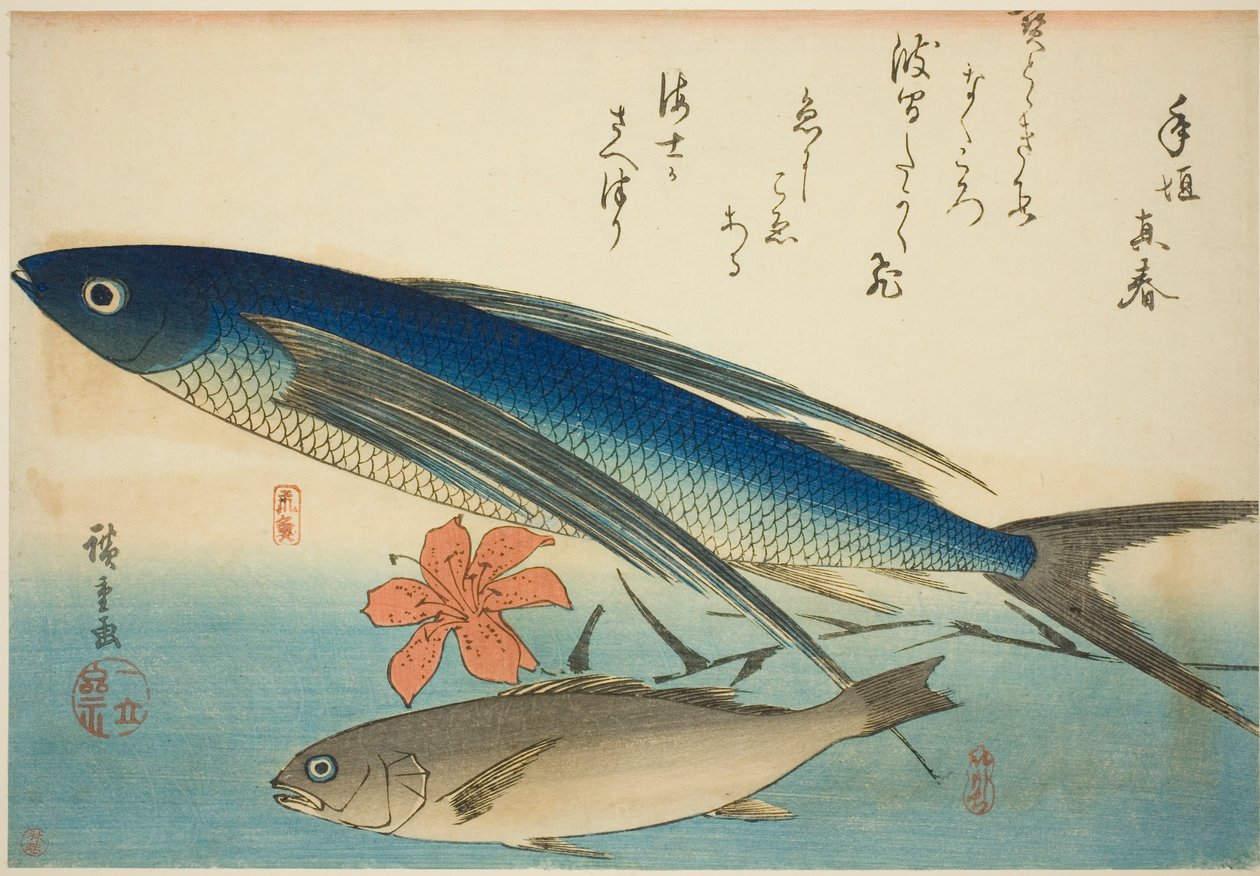 Fliegender Fisch und Ichimochi, aus einer unbetitelten Serie von Fischen von Utagawa Hiroshige