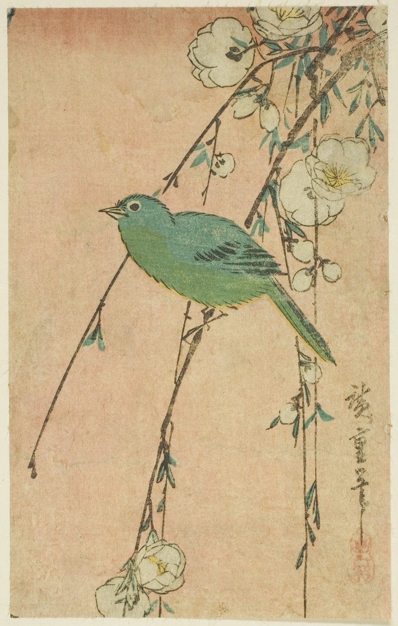 Japanische Weißaugen und weinende Kirsche von Utagawa Hiroshige