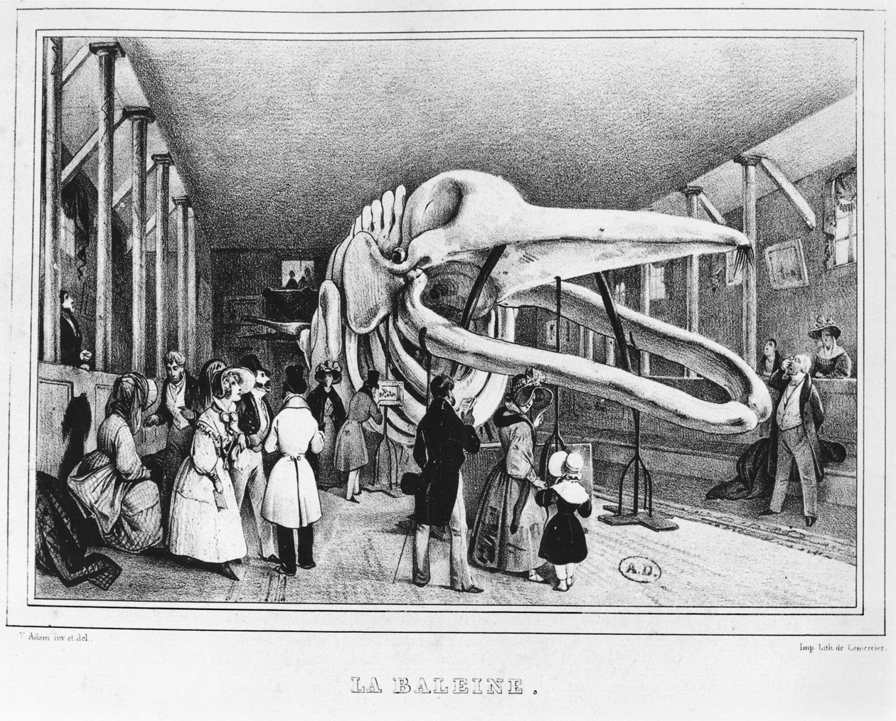 Der Wal im Naturkundemuseum in Paris, ca. 1840 von Victor Adam