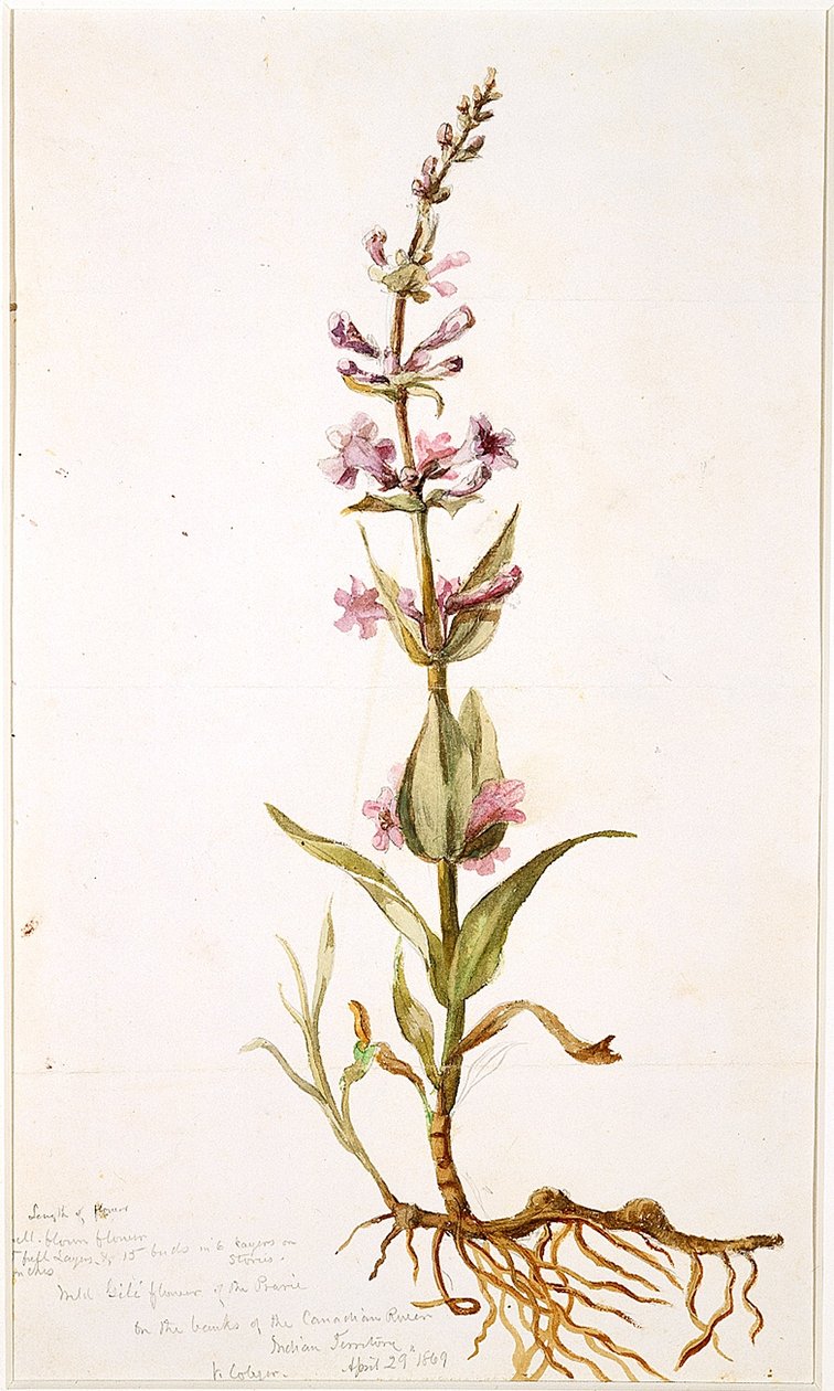 Wilde Gili-Blume der Prärie am Ufer des Canadian River, Indianergebiet, 1869 von Vincent Colyer