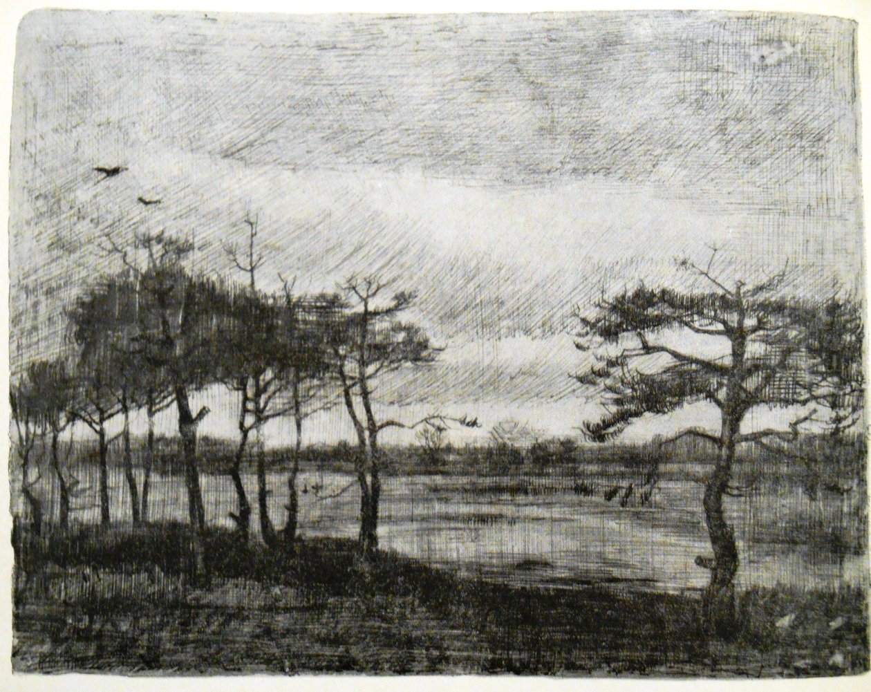 Tannen an einem Sumpf von Vincent van Gogh