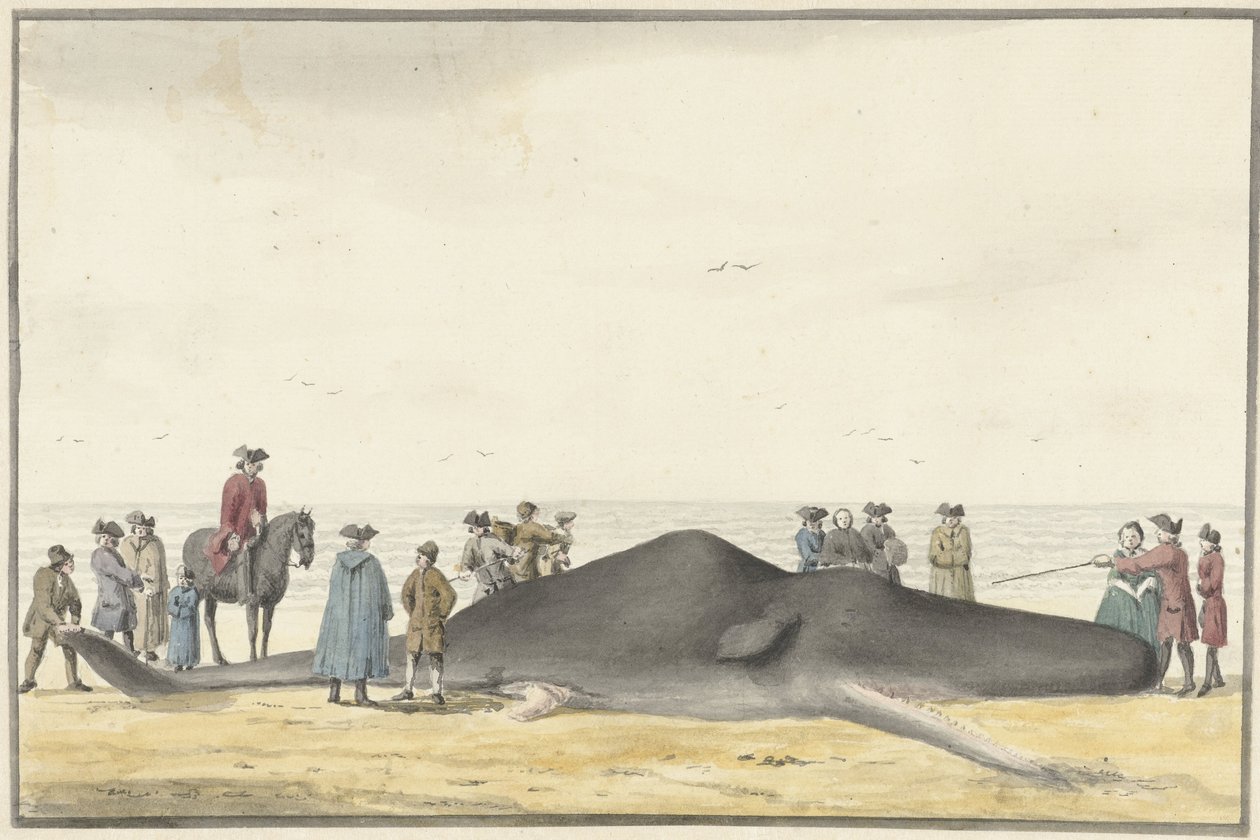 Gestrandeter Pottwal (Cachelot) am Strand zwischen Zandvoort und Wijk aan Zee, 20. Februar 1762, von vorne gesehen von Vincent Jansz. van der Vinne