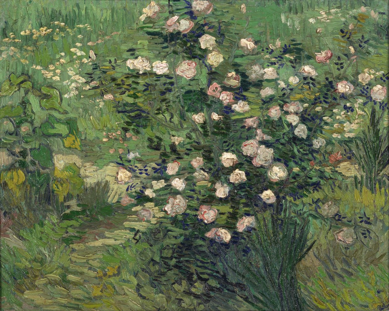 Rose von Vincent van Gogh