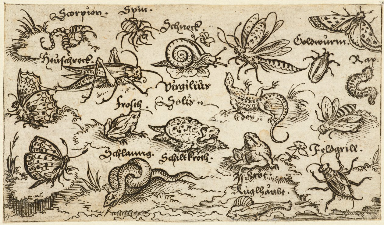 Insekten, Reptilien, Schnecken und Fische auf minimalem Grund mit Wasser im Vordergrund von Virgil Solis