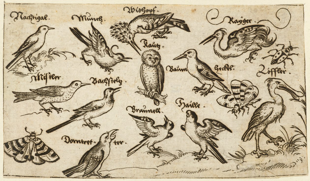 Zwölf Vogelarten, darunter eine Eule und ein Pelikan, einzeln beschriftet und positioniert, 1572 von Virgil Solis