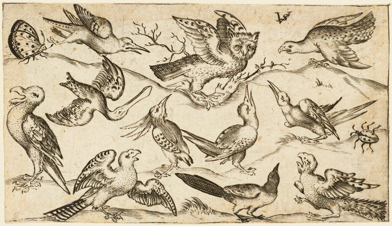 Elf Vögel und zwei Insekten auf minimalem Boden mit Eule mit ausgebreiteten Flügeln, die in der Mitte auf einem Ast sitzt, umgeben von anderen Vögeln, die die Eule necken, aus Douce Ornament Prints Album I von Virgilius the elder (after) Solis