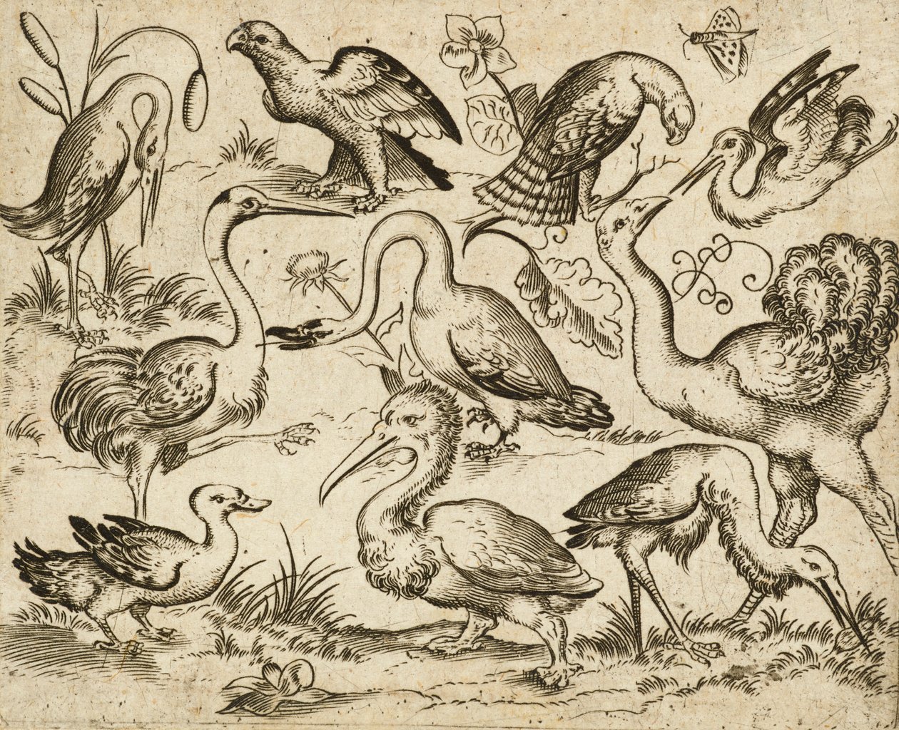 Strauß auf der linken Seite mit neun anderen Vögeln, darunter ein Reiher und ein Pelikan, auf minimalem Grund mit Laubflecken um einige der Vögel, aus Douce Ornament Prints Album I, nach 1557 von Virgilius the elder (after) Solis