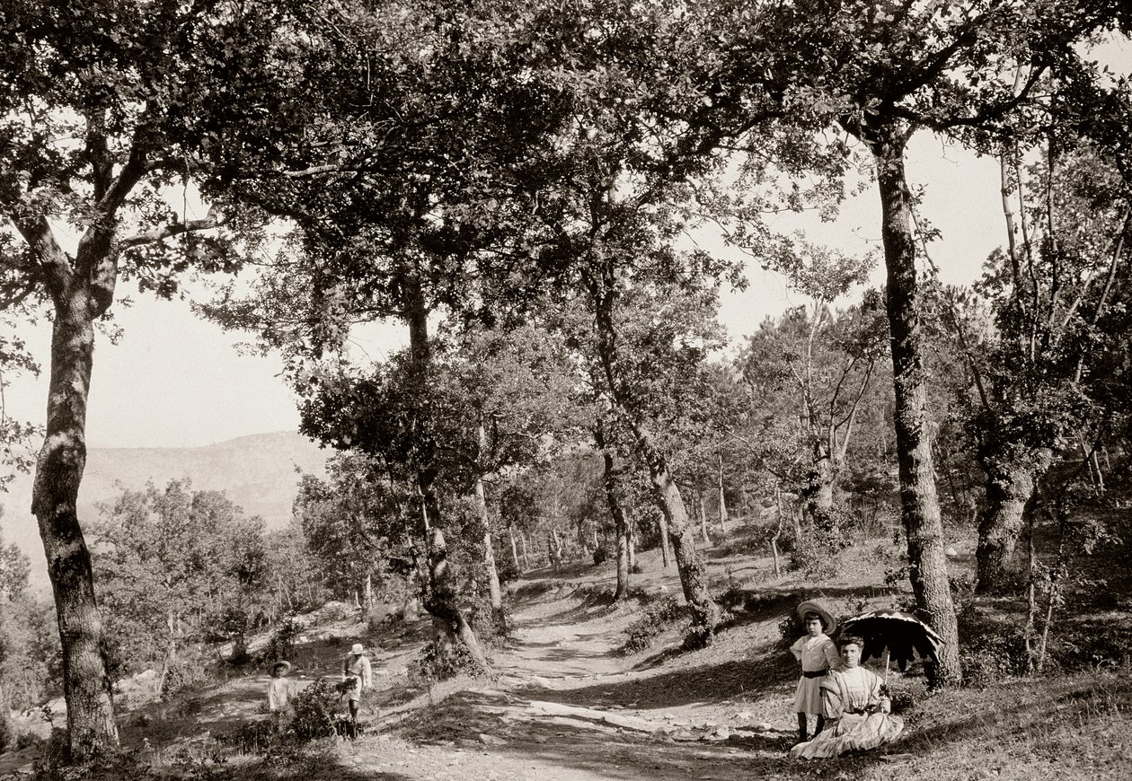 Spaziergang durch den Wald von Vittorio Alinari