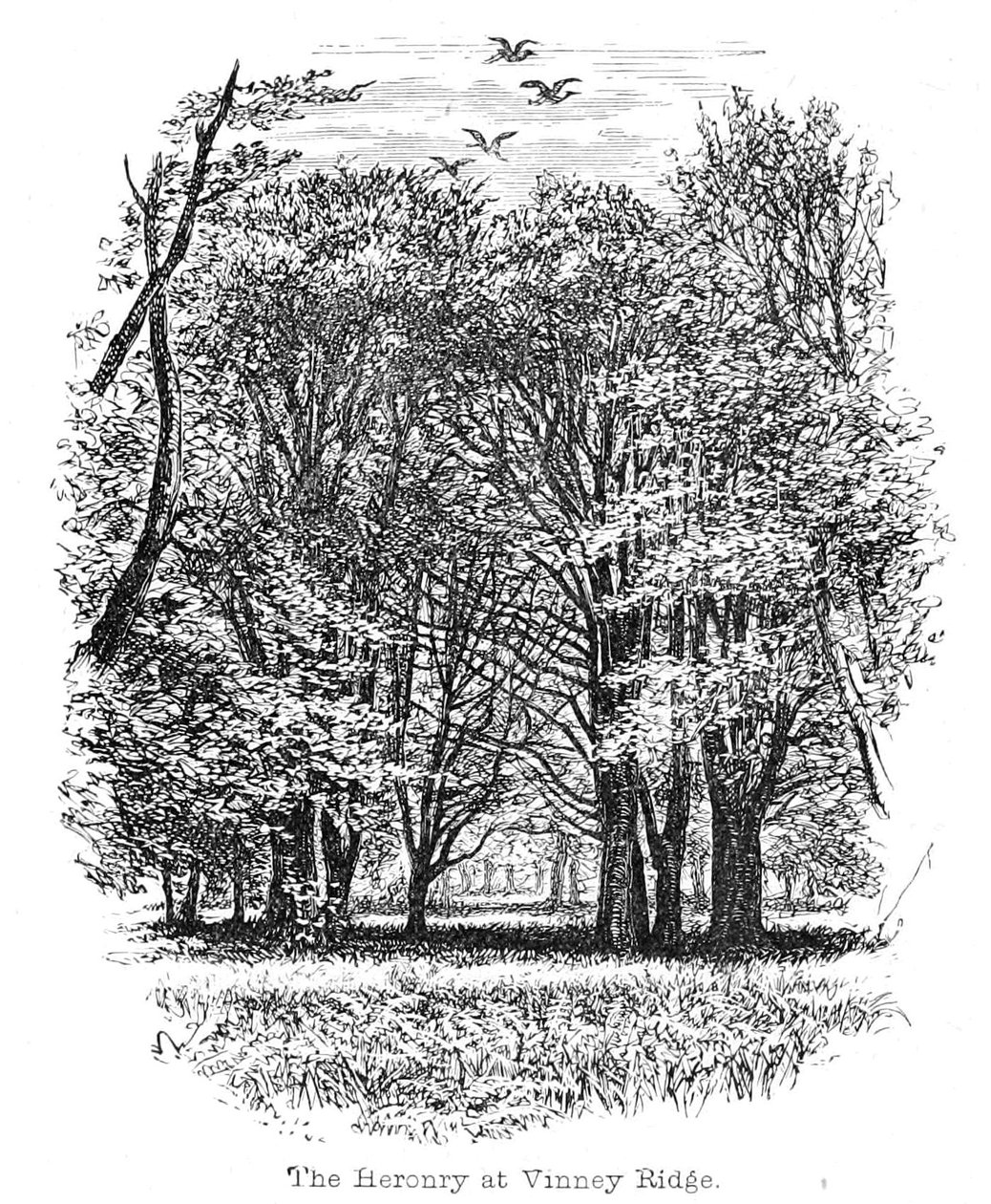 Die Reiherkolonie bei Vinney Ridge von Walter Crane