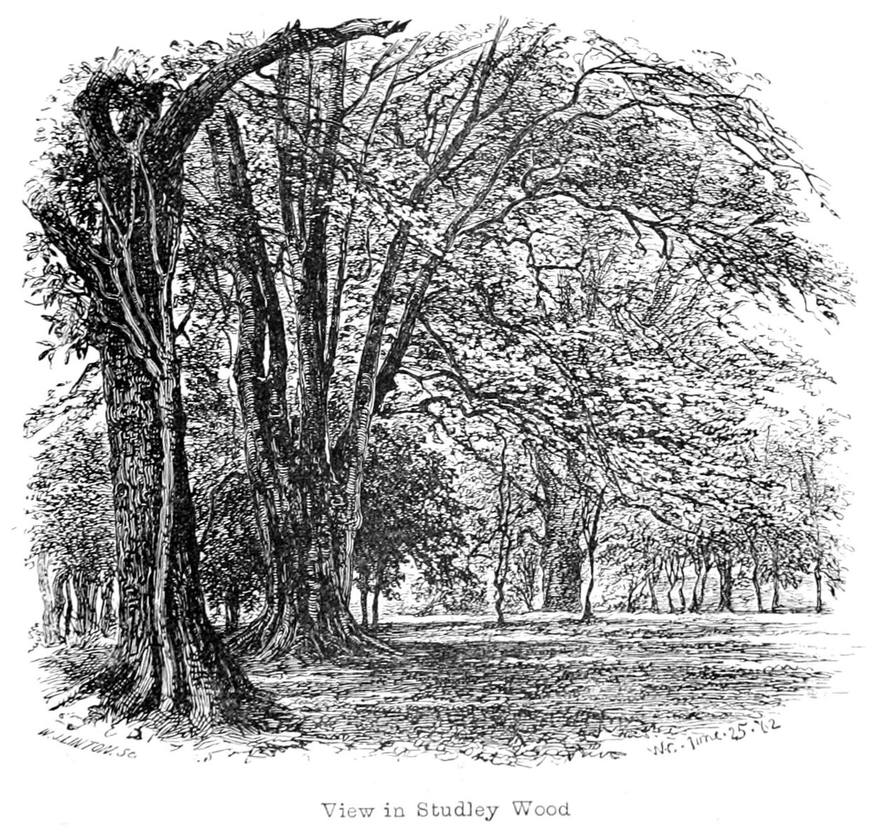 Der New Forest: Seine Geschichte und seine Landschaft von Walter Crane